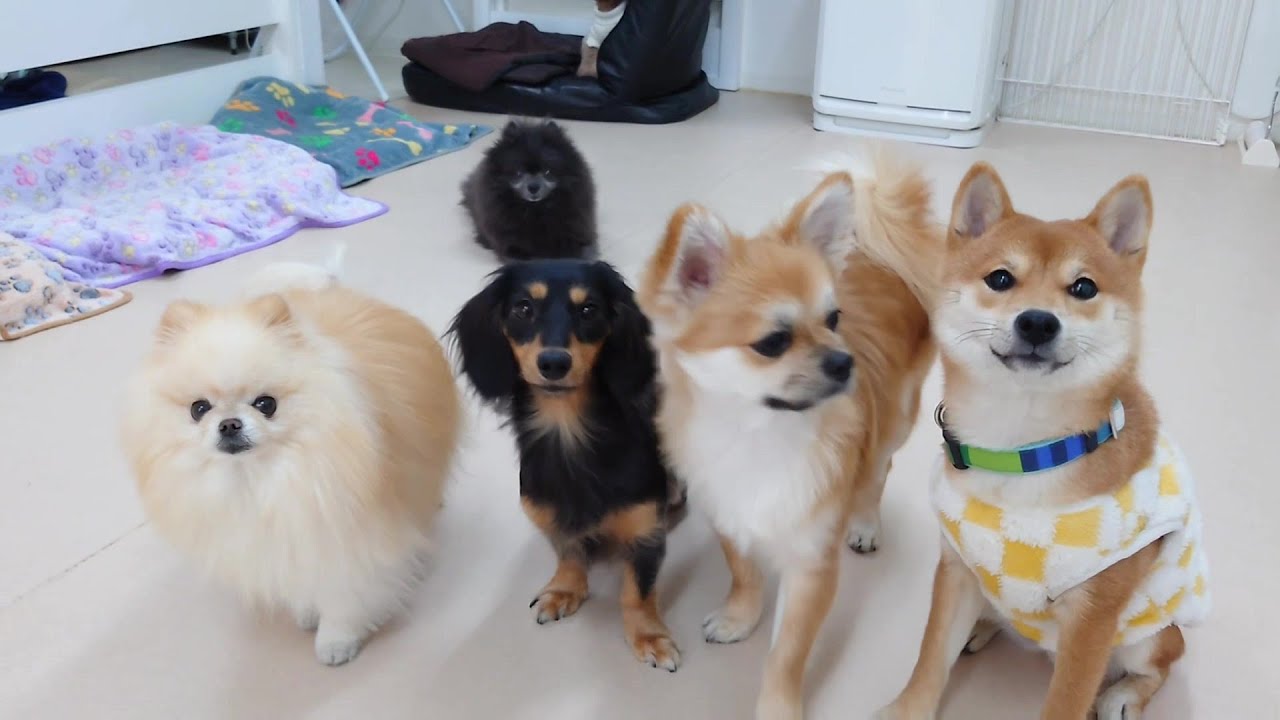 新人柴犬ちゃんと仲間たち　🐶ひみつきちなう！①🐶  2026年1月18日