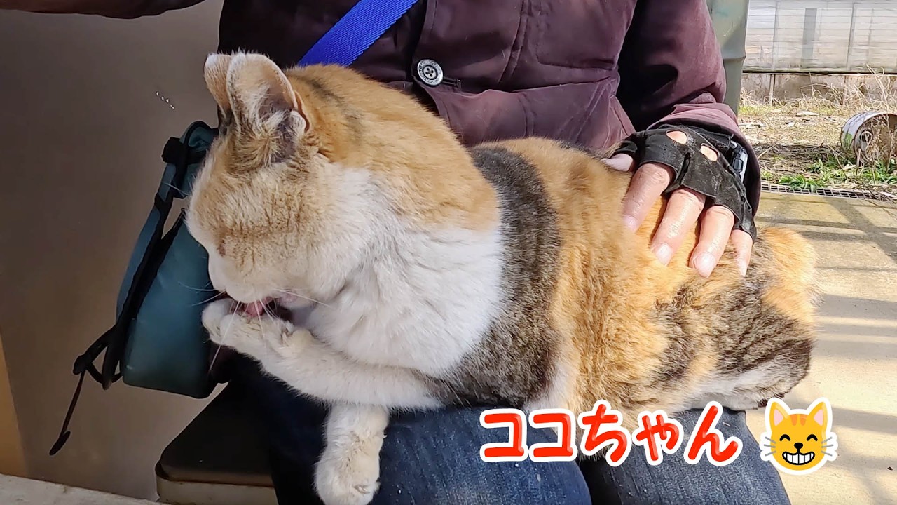 野良猫ココちゃん24310 #三毛猫 #野良猫