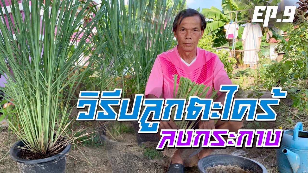 วิธีปลูกตะไคร้ในกระถาง[Ep.9]