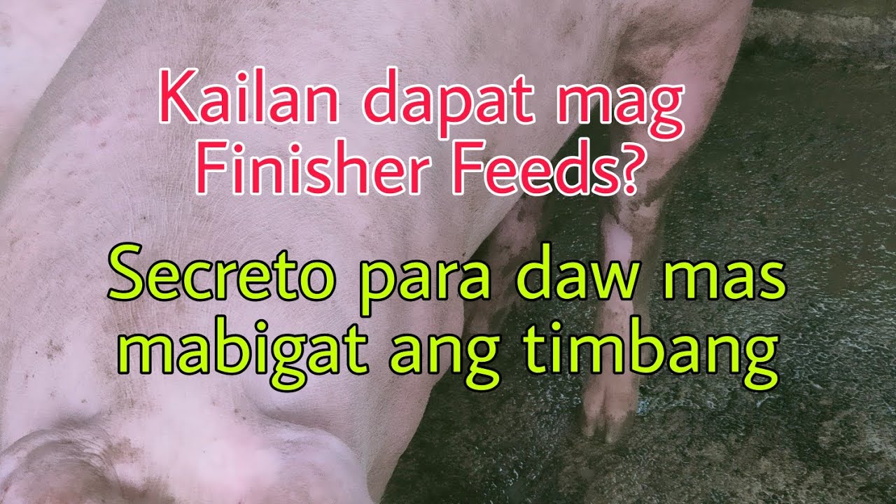 Kailan ba dapat mag finisher feeds sa baboy?Secreto daw para mas mabigat ang baboy bago ebenta?