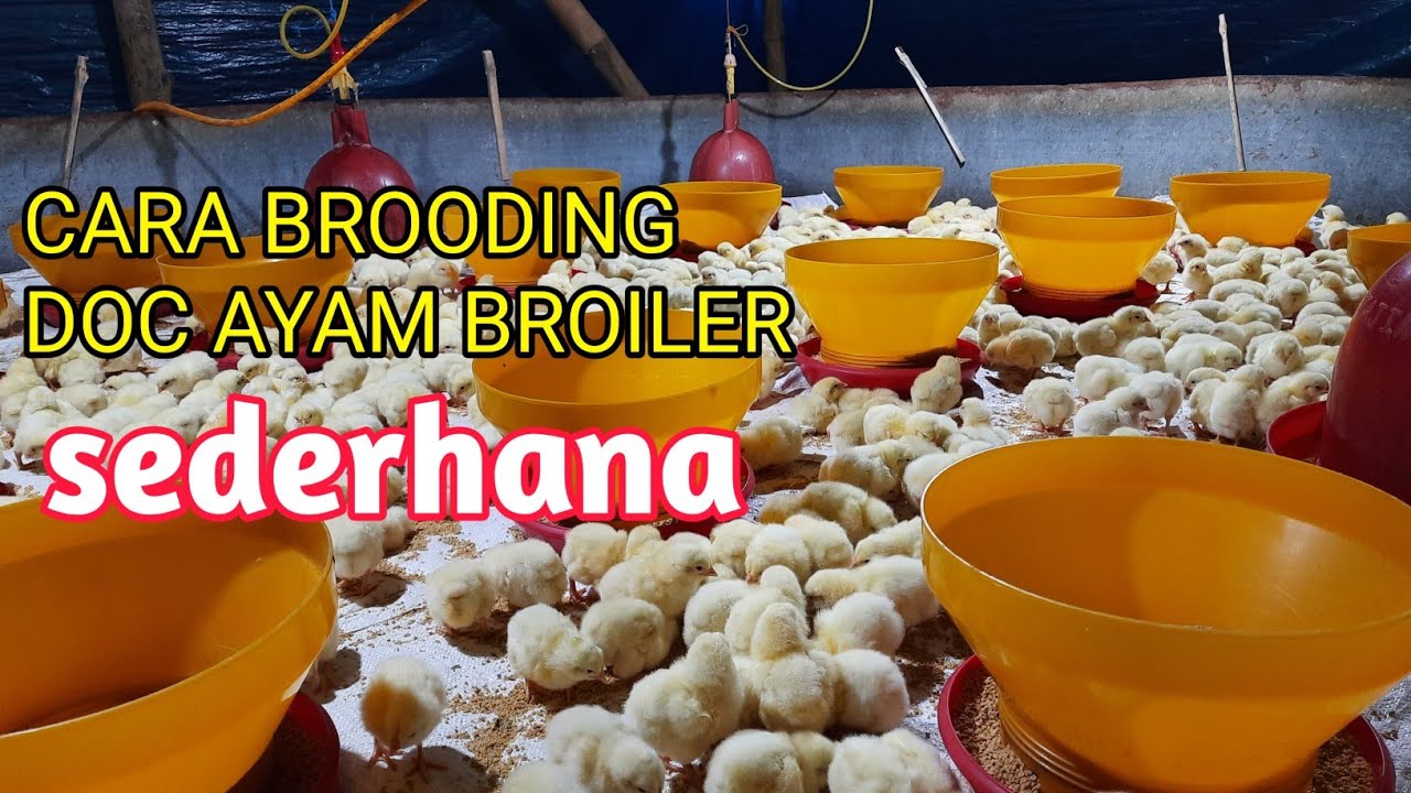 Cara brooding doc ayam broiler yang sederhana