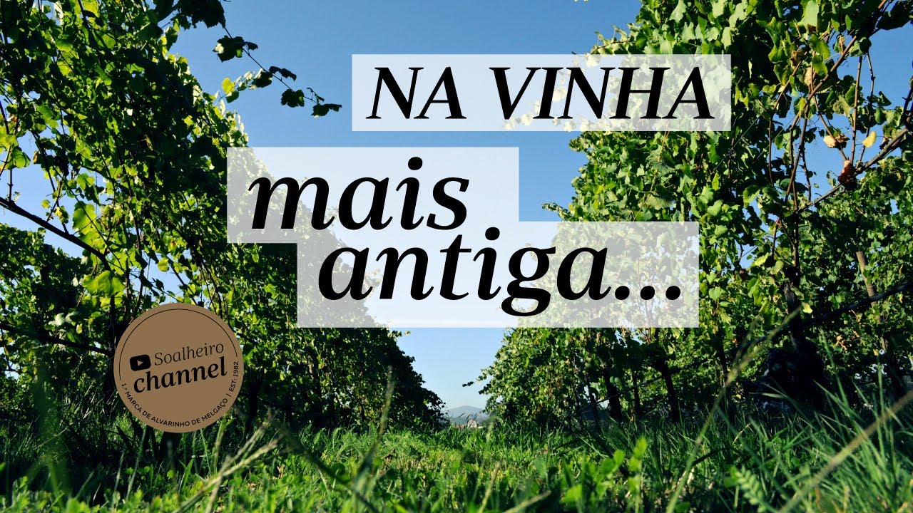 Como &eacute; feita a condu&ccedil;&atilde;o da vinha na Quinta de Soalheiro?