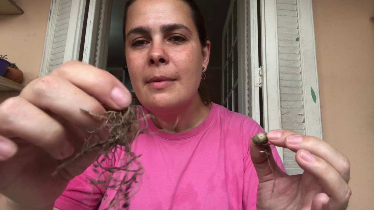 Fazendo mudas do coração emaranhado variegata