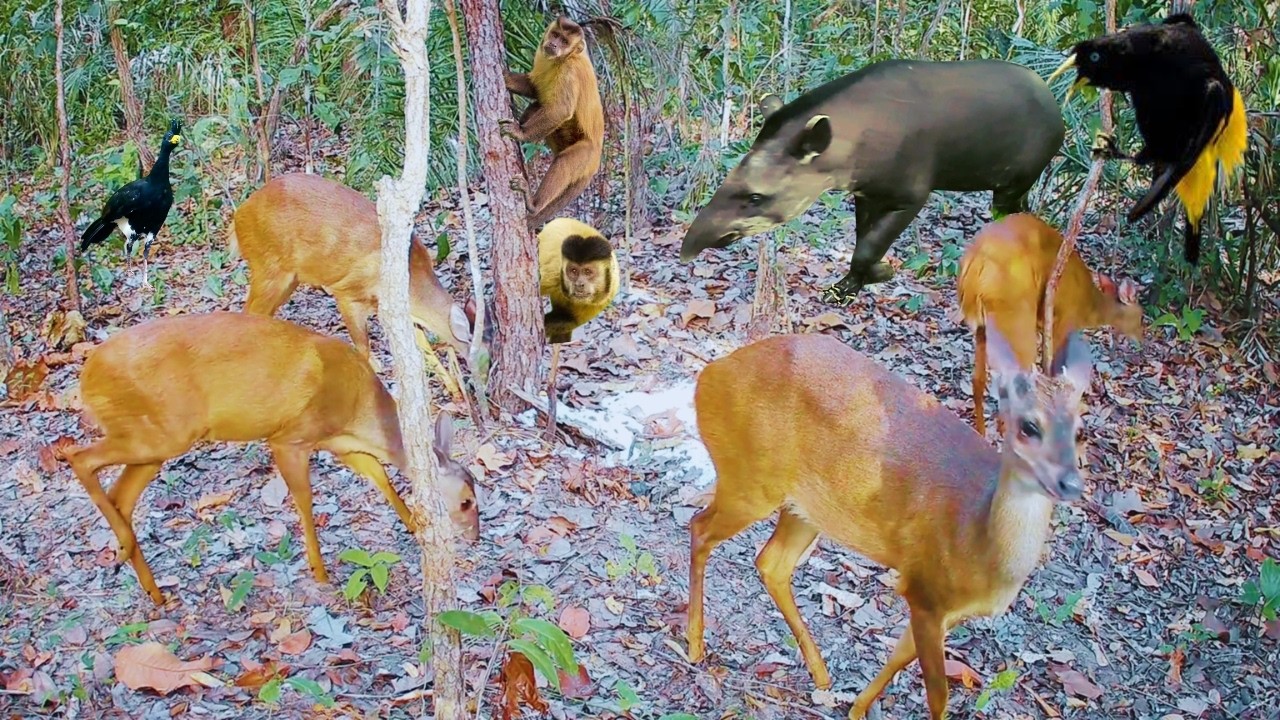 Vejam a diversidade incrível da vida selvagem do cerrado goiano.