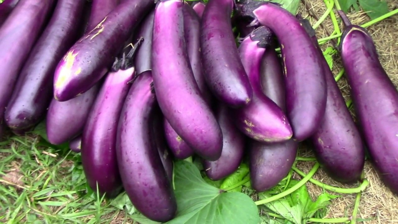 What Happened When I Pruned 2 Eggplants in Summer - Big Late Harvest