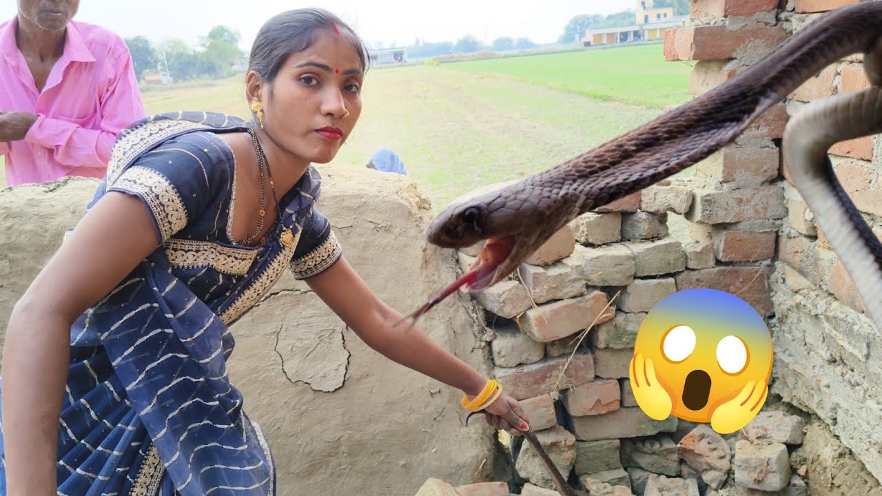 देखिए मैडम ने अपना जान जोखिम 😱 में डालकर किया सबसे खतरनाक साप का रेस्क्यू Priyanka Sarpmitra