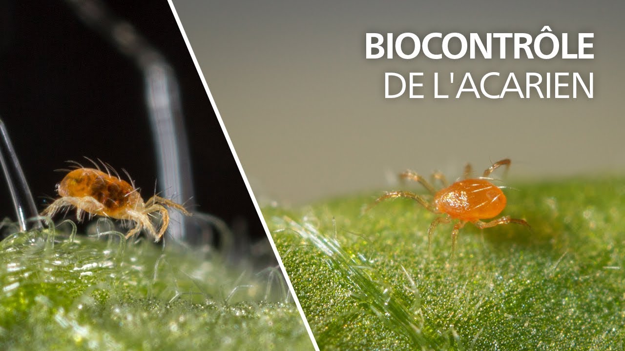 Biocontrôle de l'acarien tétranyque avec l'acarien auxiliaire prédateur Phytoseiulus persimilis