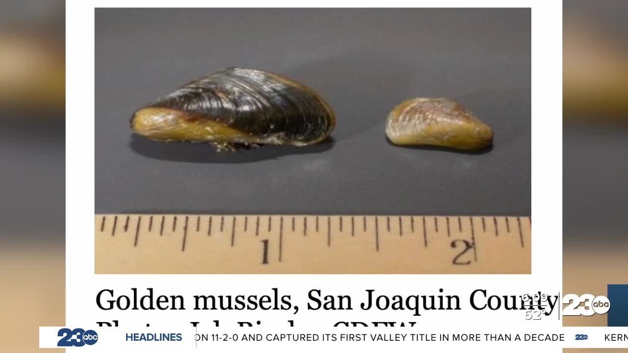 Golden mussels found in Kern County, threatening water supply and local industries