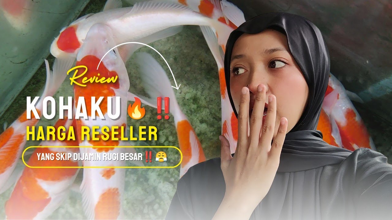 RIVIEW KOHAKU HARGA RESELLER😱 SIAPA CEPAT DIA DAPAT‼️