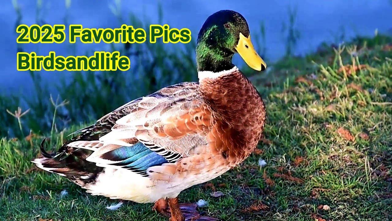 2025 Favorite Snapshots by Birdsandlife - Casa Rosa Pienso Viento ℗ YouTube Audio Library