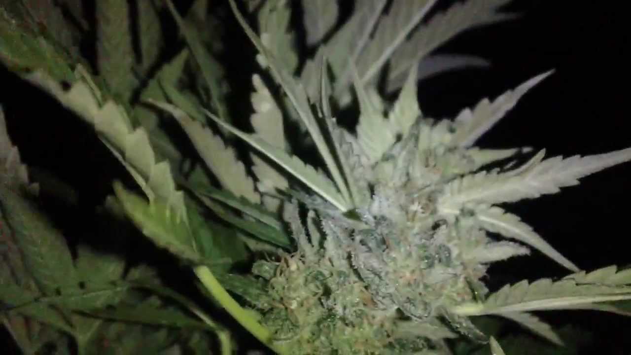 Afghan Kush Harvest part 1