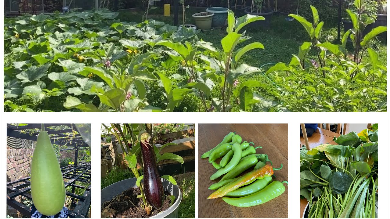 Bangladeshi Vegetable Garden 2024