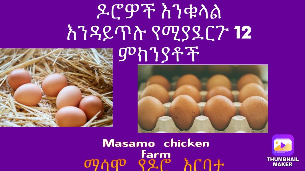 ዶሮዎቼ እንቁላል ለምን አይጥሉም?| ለምን የእንቁላል ምርት ቀነሰ? || 12 ዋና ምክንያቶች || March 12, 2024