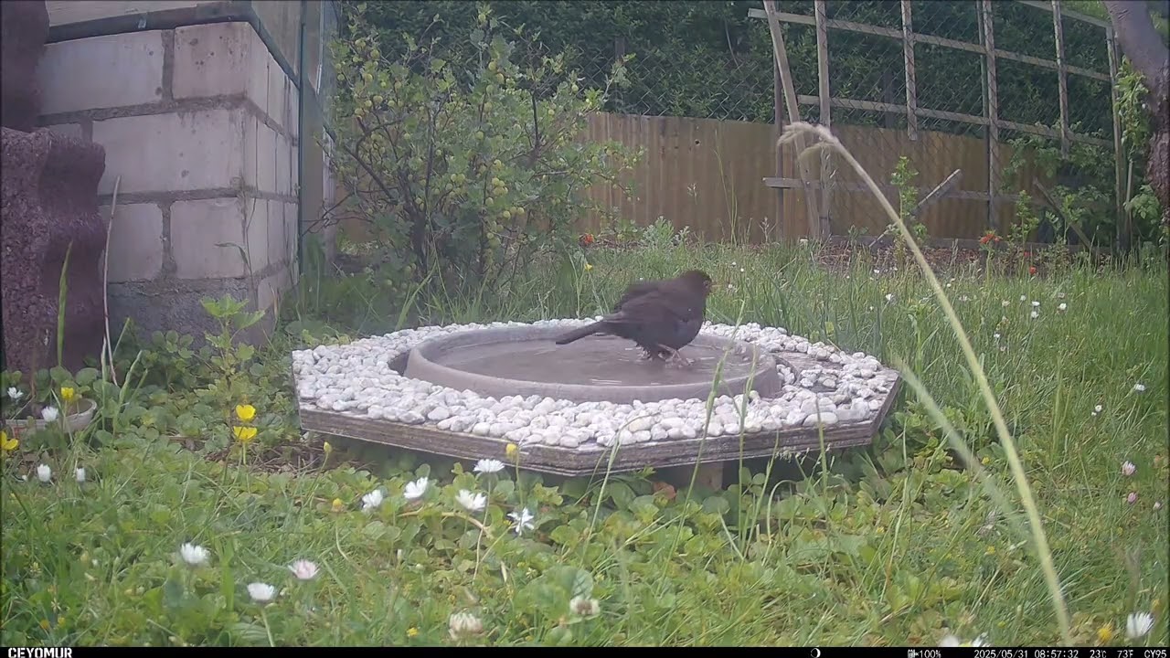 Tieraufnahmen: Vogelbad 17 | #033