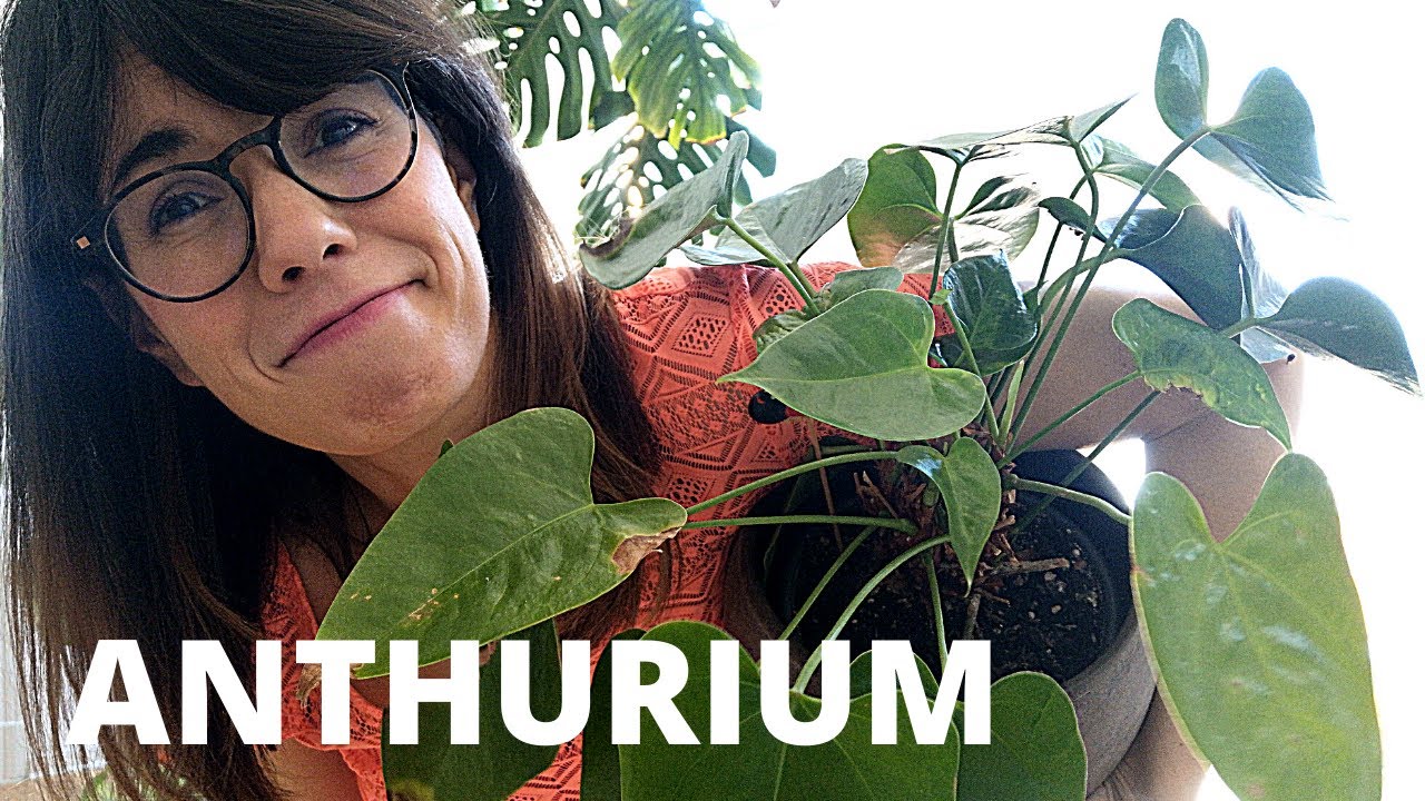 Anthurium | Flamingo plant care indoors