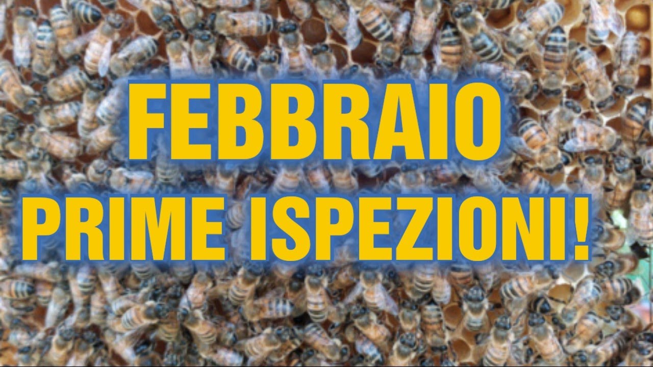 Apicoltura CD: Inizio operazioni di svernamento. Cosa faccio in Gennaio e Febbraio?