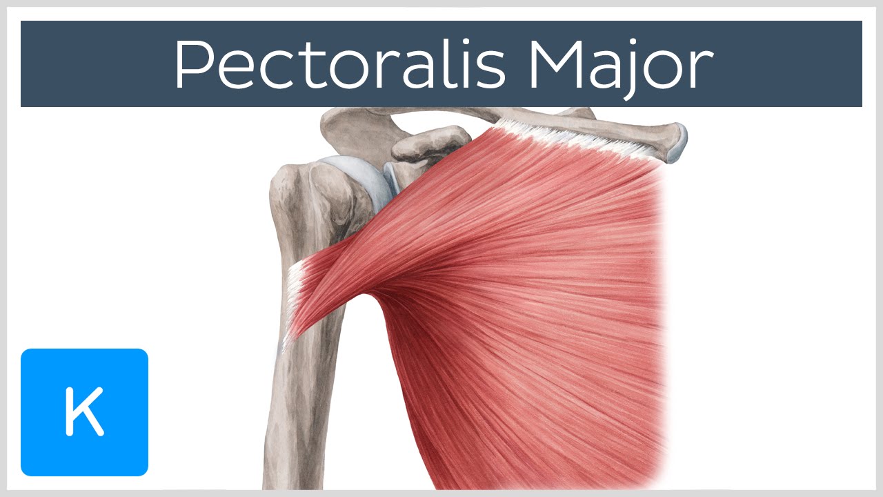 Pectoralis Major Muscle - Function& Origins - Human Anatomy |&nbsp;Kenhub