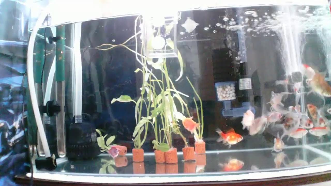 Watch My Gold Fish For Stress Relieves...