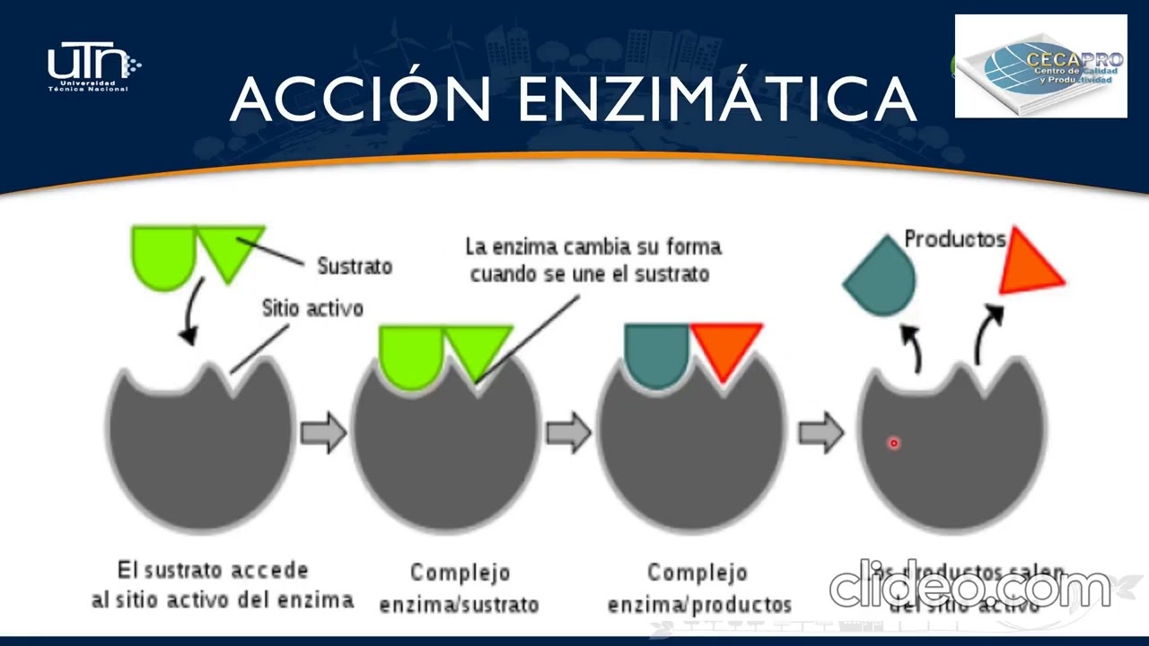 Enzimas
