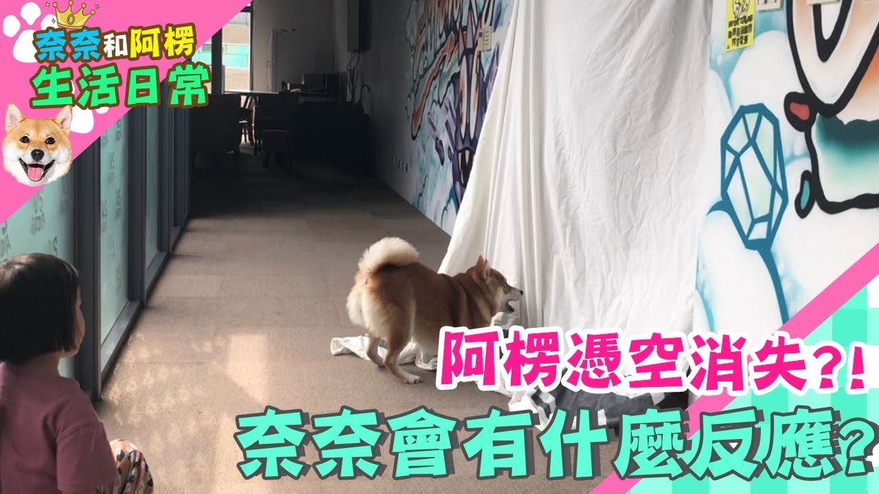 【柴犬Nana(奈奈)】阿楞憑空消失?!奈奈會有什麼反應?