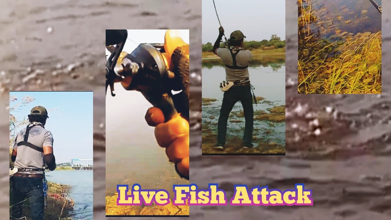 Snakehead Fishing Live Video || Murrel Machli Ka Shikar