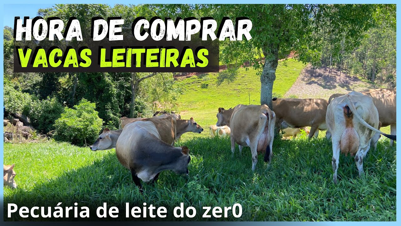 Como comprar seu rebanho de vacas leiteiras.