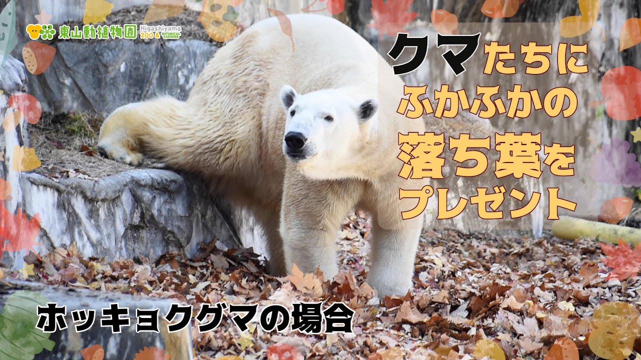 【東山動植物園公式】クマたちにふかふかの落ち葉をプレゼント〜フブキ編〜《 ホッキョクグマ　クマ 》