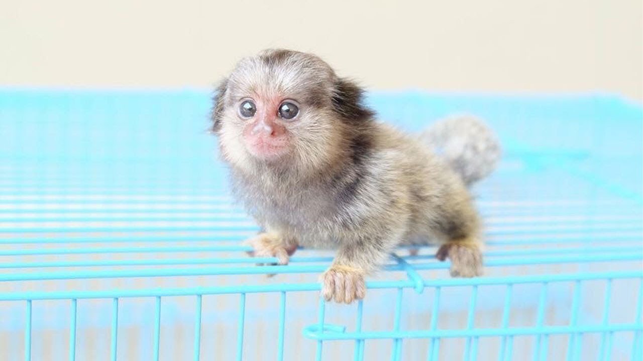 Cutest Smallest Marmoset Monkey ever