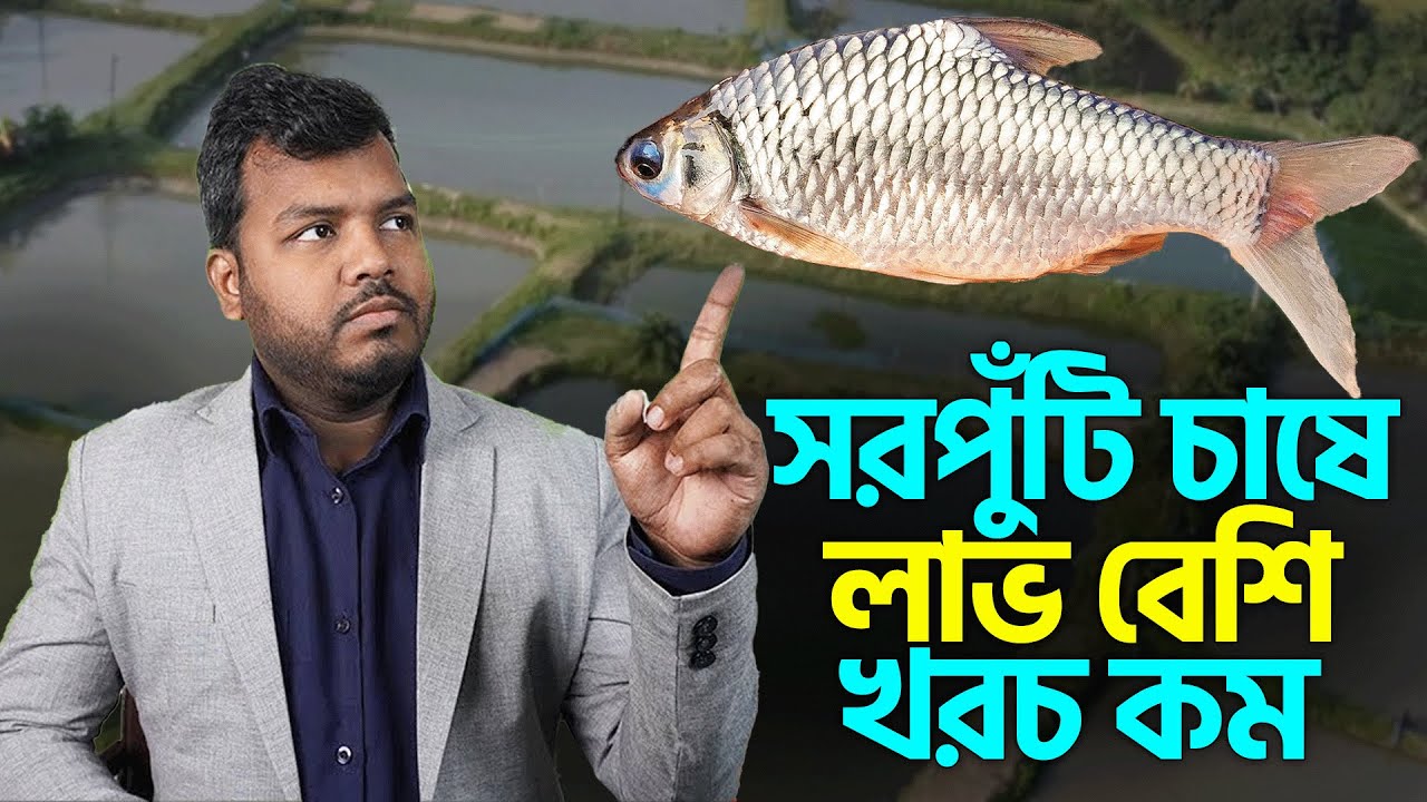 Shakib Agro || সরপুঁটি চাষে লাভ বেশি || সাকিব এগ্রো || কম খরচে সরপুঁটি চাষ || sakib agro