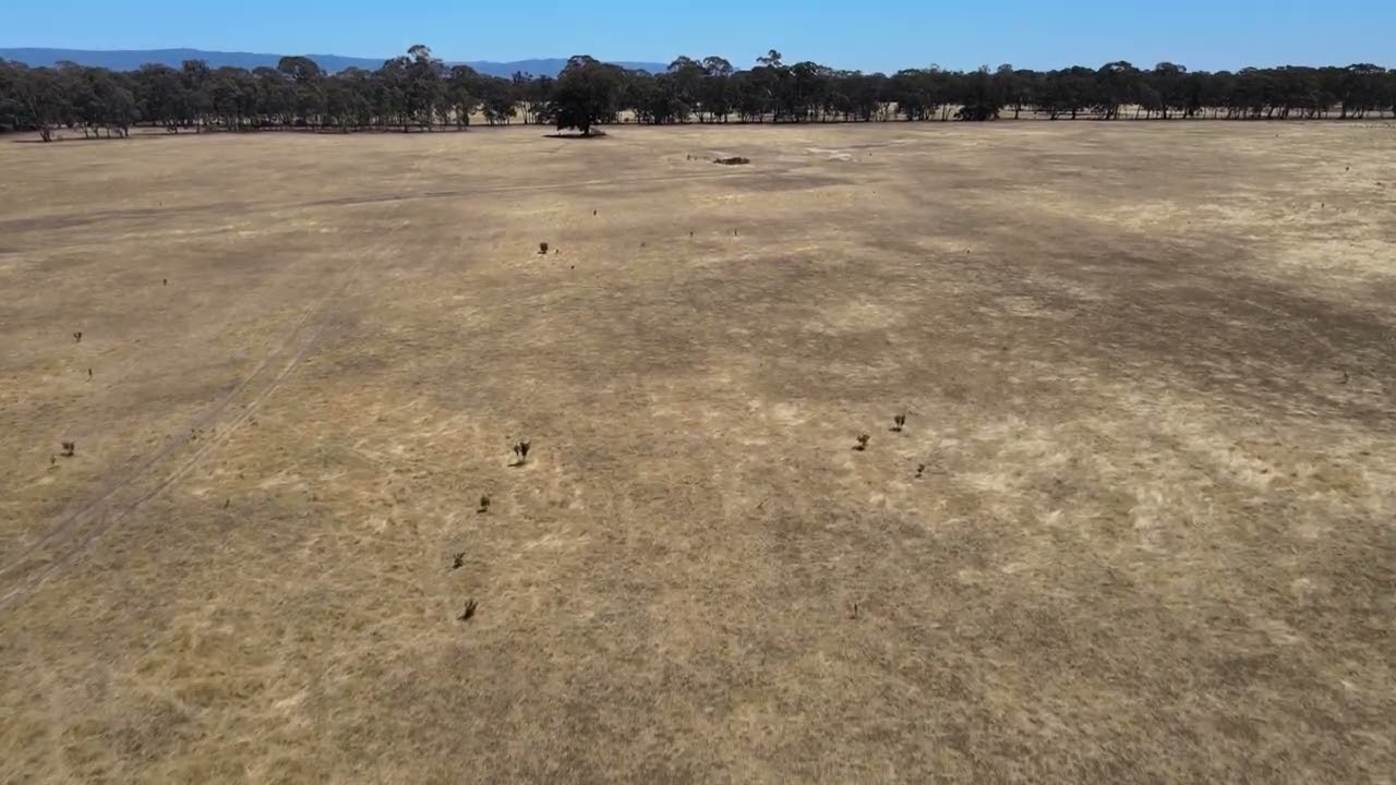 Mr red Mavic air 🇬🇧🇦🇺🦘 in the bush 