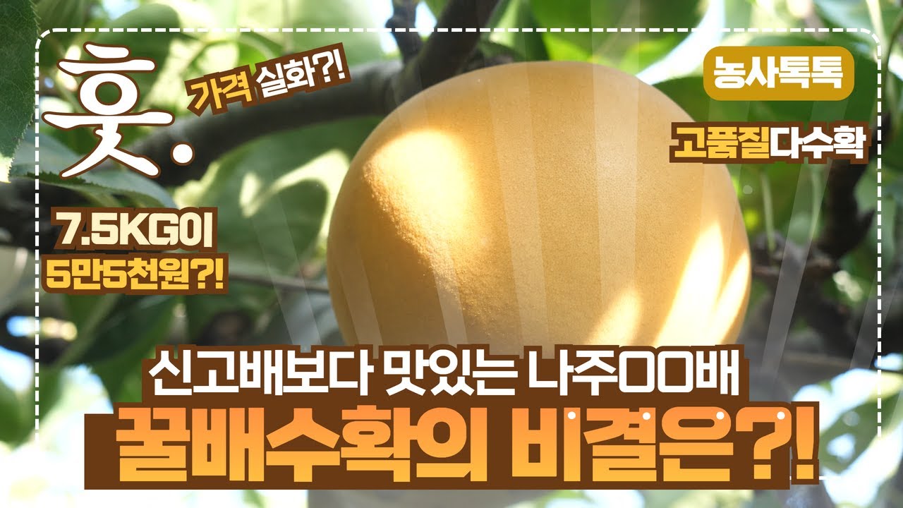 신고배 보다 맛있는 나주배! 꿀배수확의 비결!