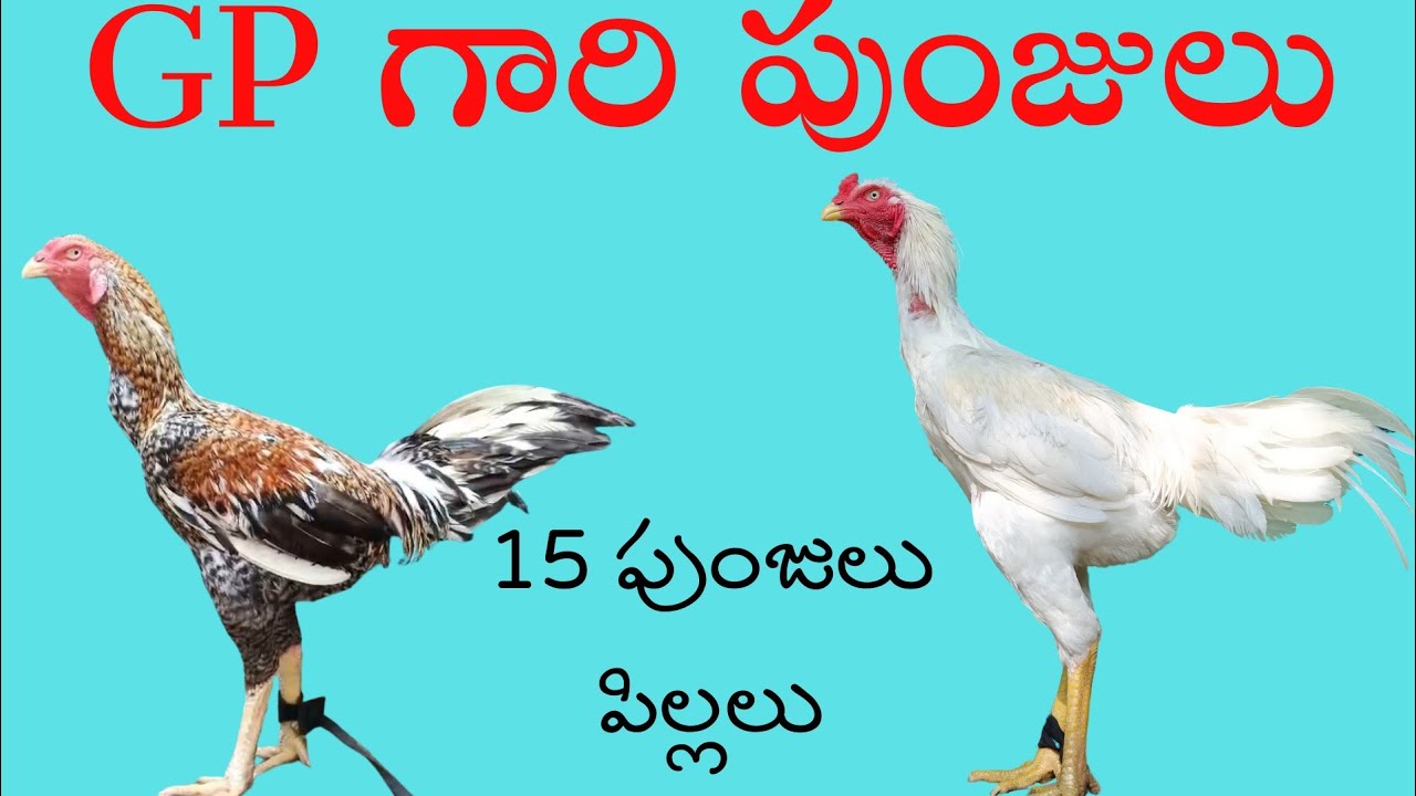 ప్రభాకర్ గారి లైన్ 15 పుంజులు #98489 99651