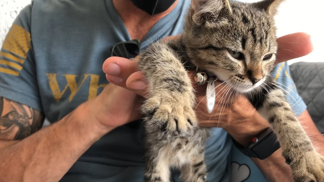 Take a look at the new The Cat’s Meow Café in Miami