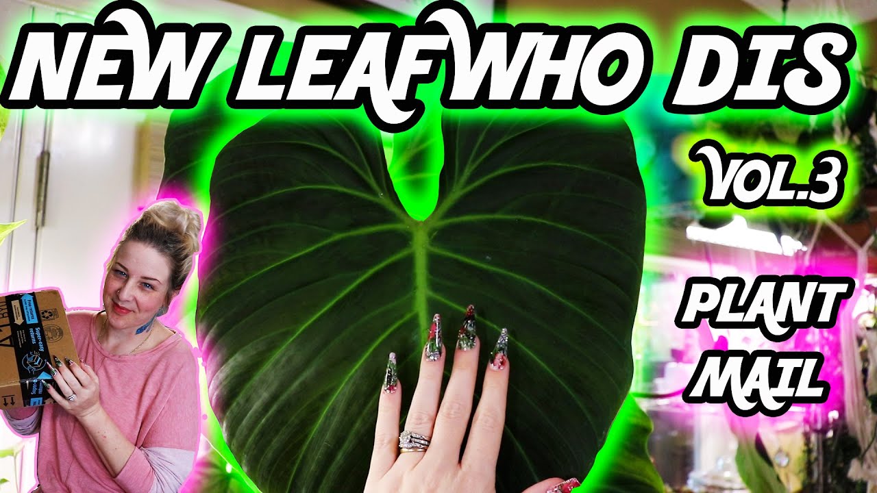 House Plant Update (Anthurium, Monstera & Philodendron)-New Leaf Who Dis #3 & Houseplant Mail