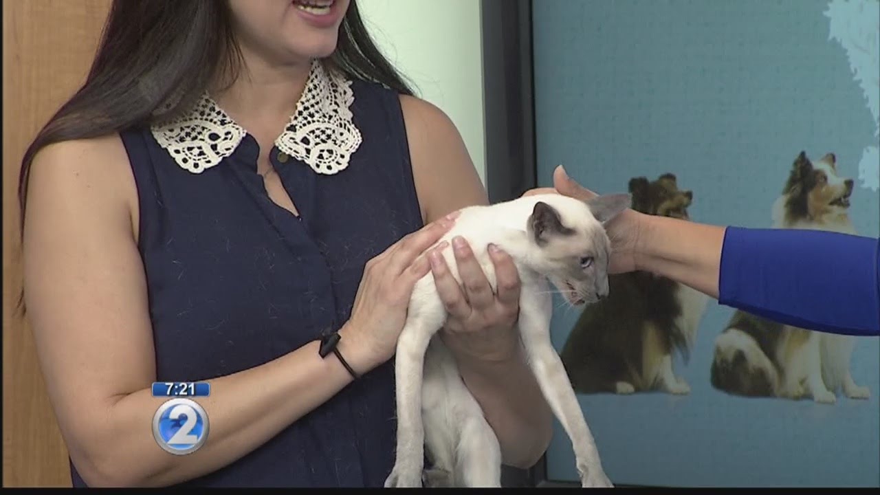 Learn more about the unique Siamese cat breed