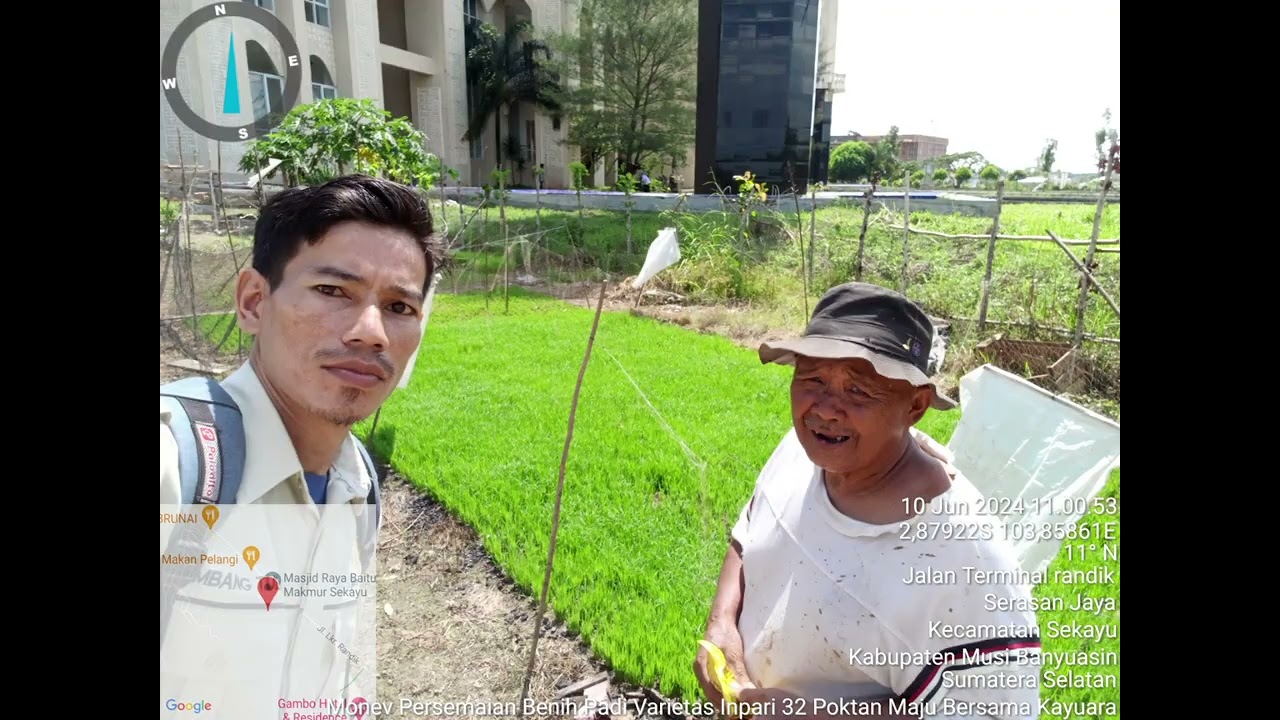 Monitoring Persemaian dan LTT Padi di Kelurahan Kayuara 