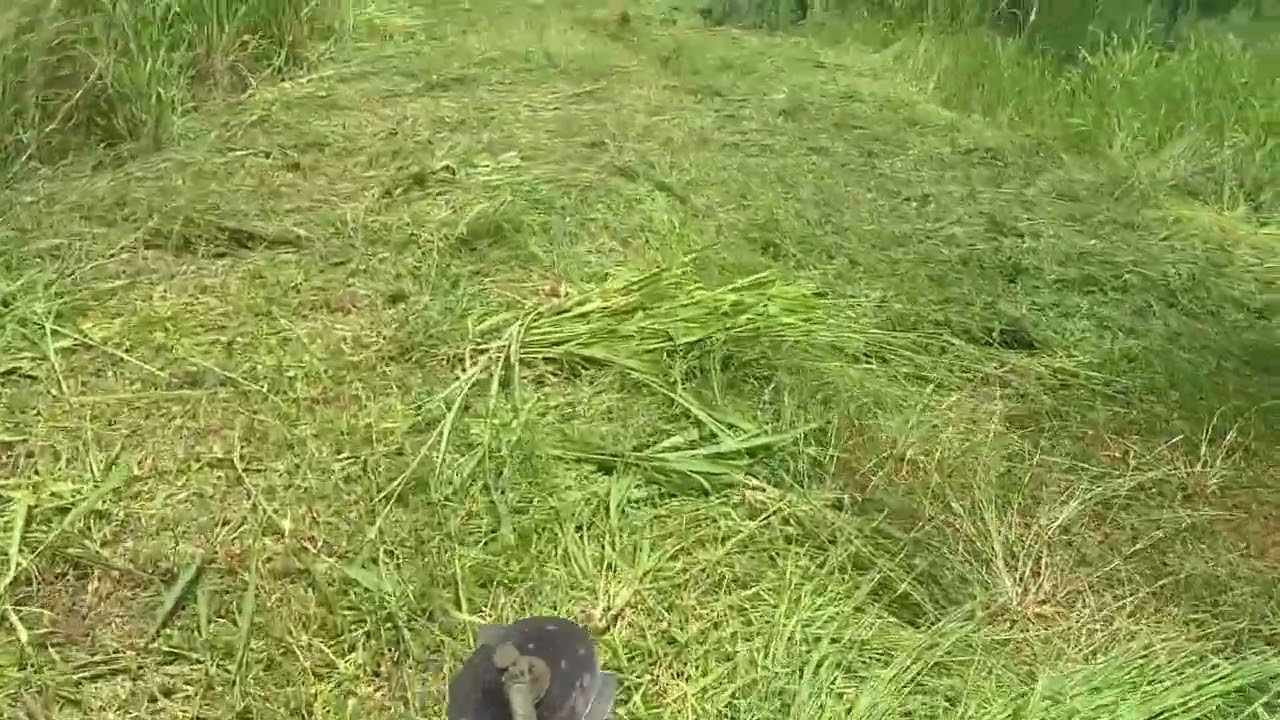 Tall Grass Disappearing Act | Soothing Engine Sounds | Satisfying Mowing @MowingManTH 