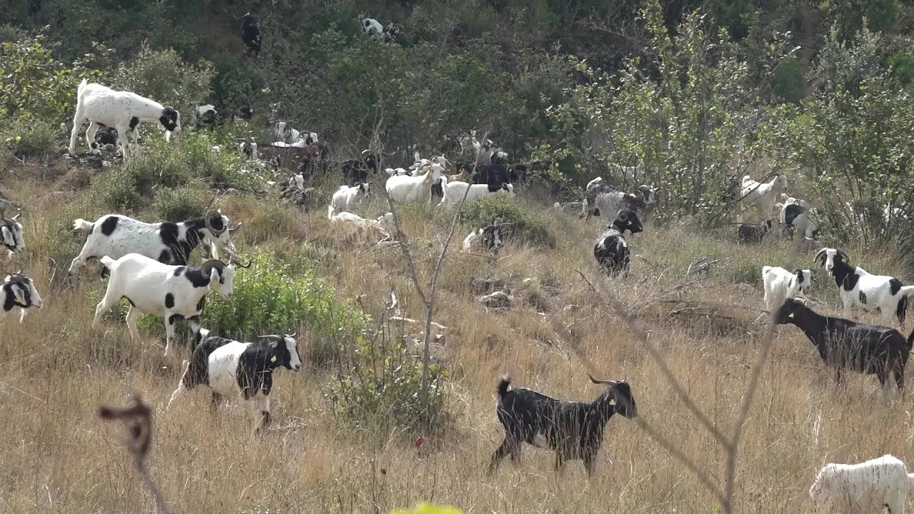Ramaders de cabra blanca de Rasquera denuncien les dificultats per mantindre l’espècie