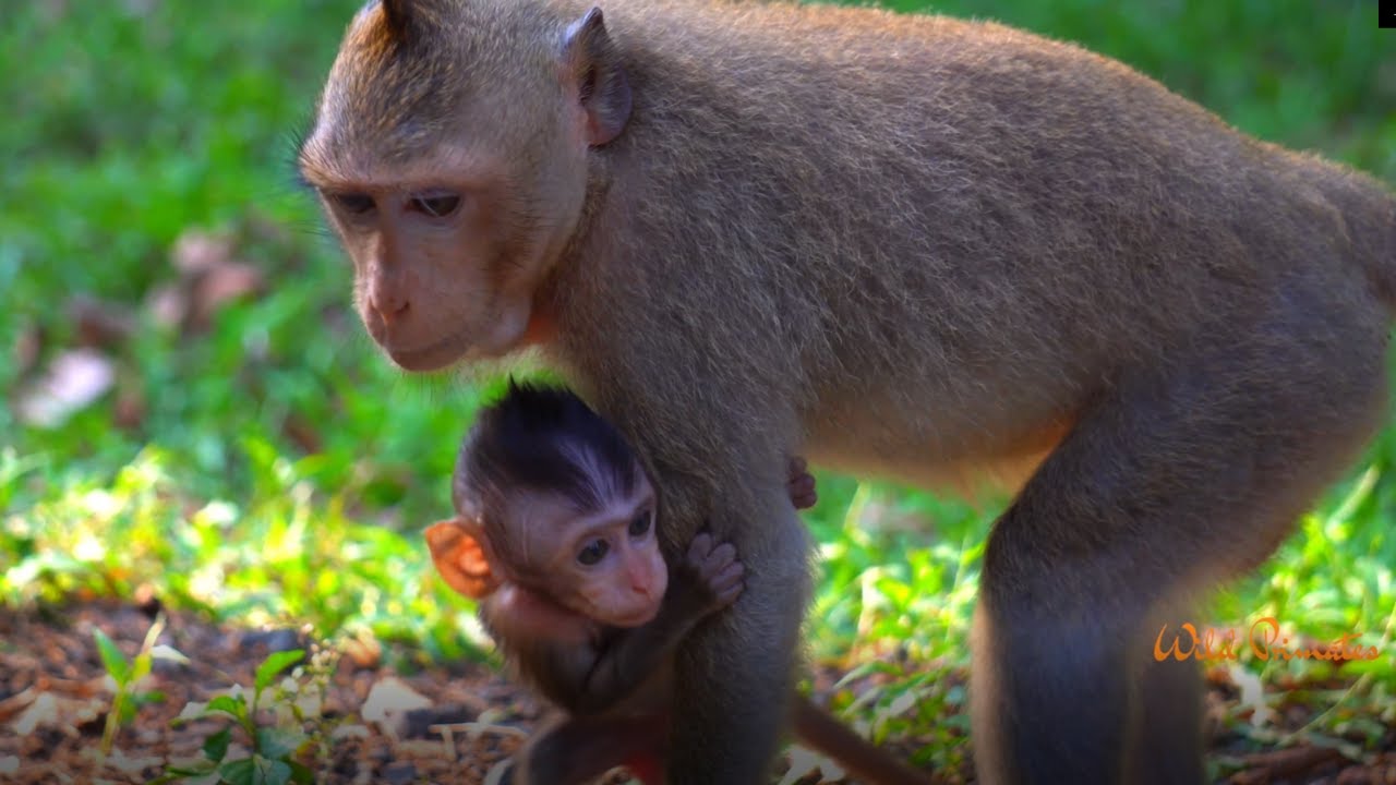 Beautiful clip of Monkey Bishop and baby Bisha | Wild Primates Photography