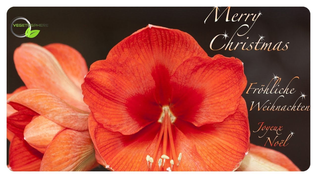 Amaryllis  un bulbe de la maison à la floraison exceptionnelle