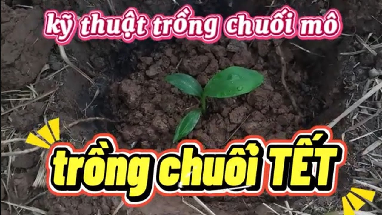 Việtnamtv68 /TRỒNG CHUỐI TẾT, KỸ THUẬT TRỒNG CHUỐI MÔ ,thôn yên trung xã việt tiến 