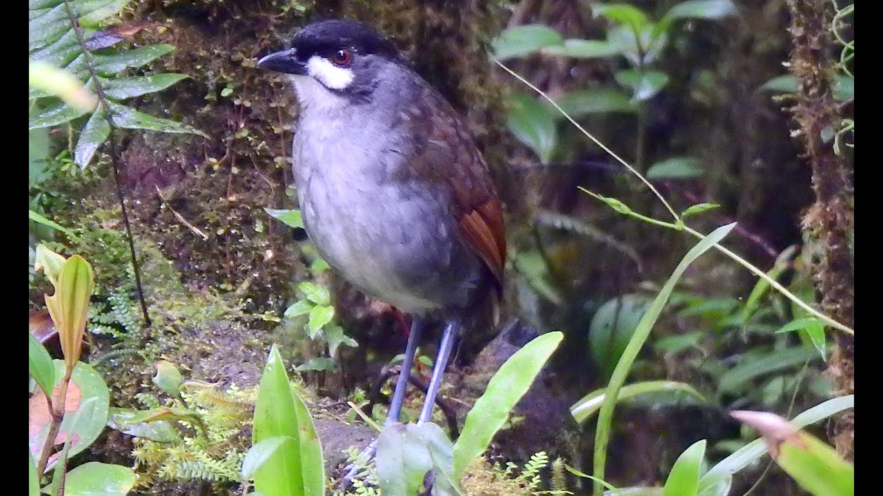Ecuador-Birding the South January 2023