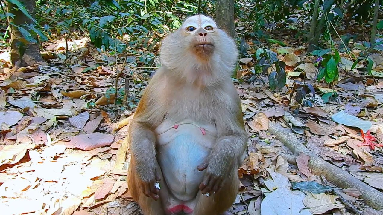 Breaking news! Now monkey Ashley has been taken away by Apsara officials.😥