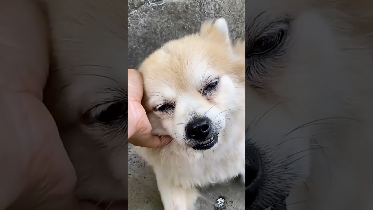 A Loyal Dog Followed His Family Outside and Faced a Sudden Life Changing Tragedy