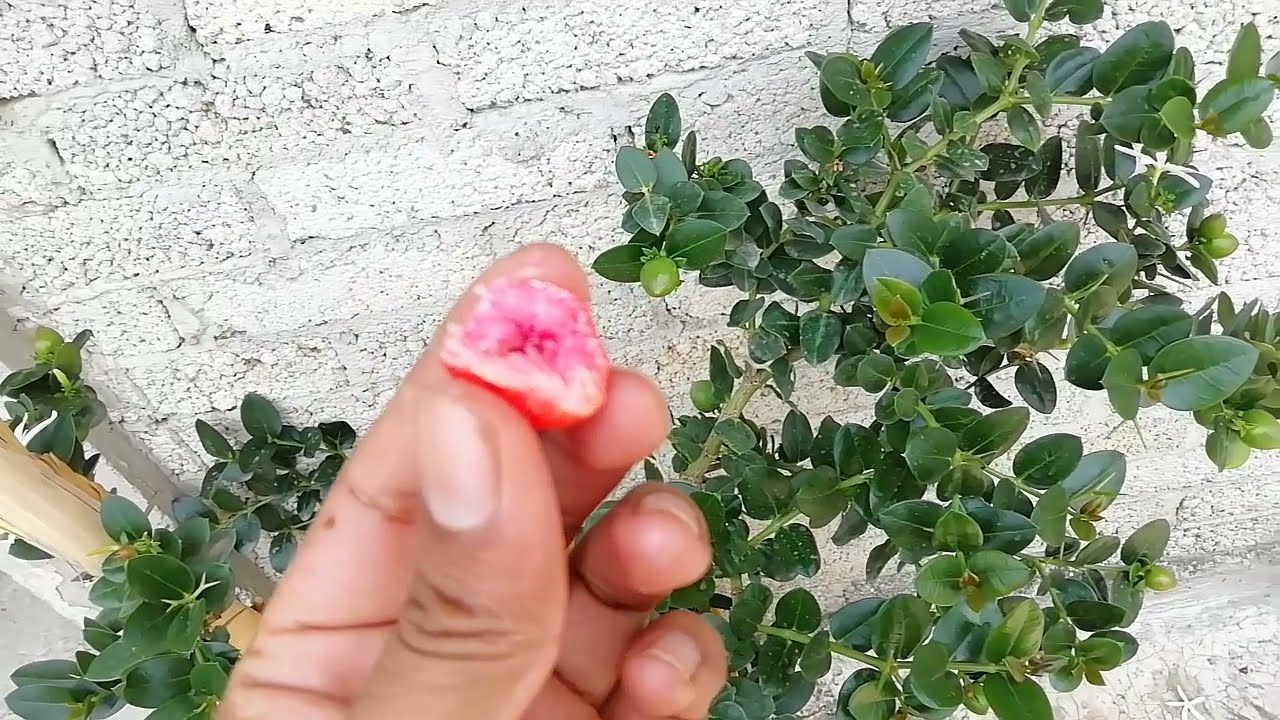 🍒 CARISSA MACROCARPA / ES TOXICO??? D: 🍒