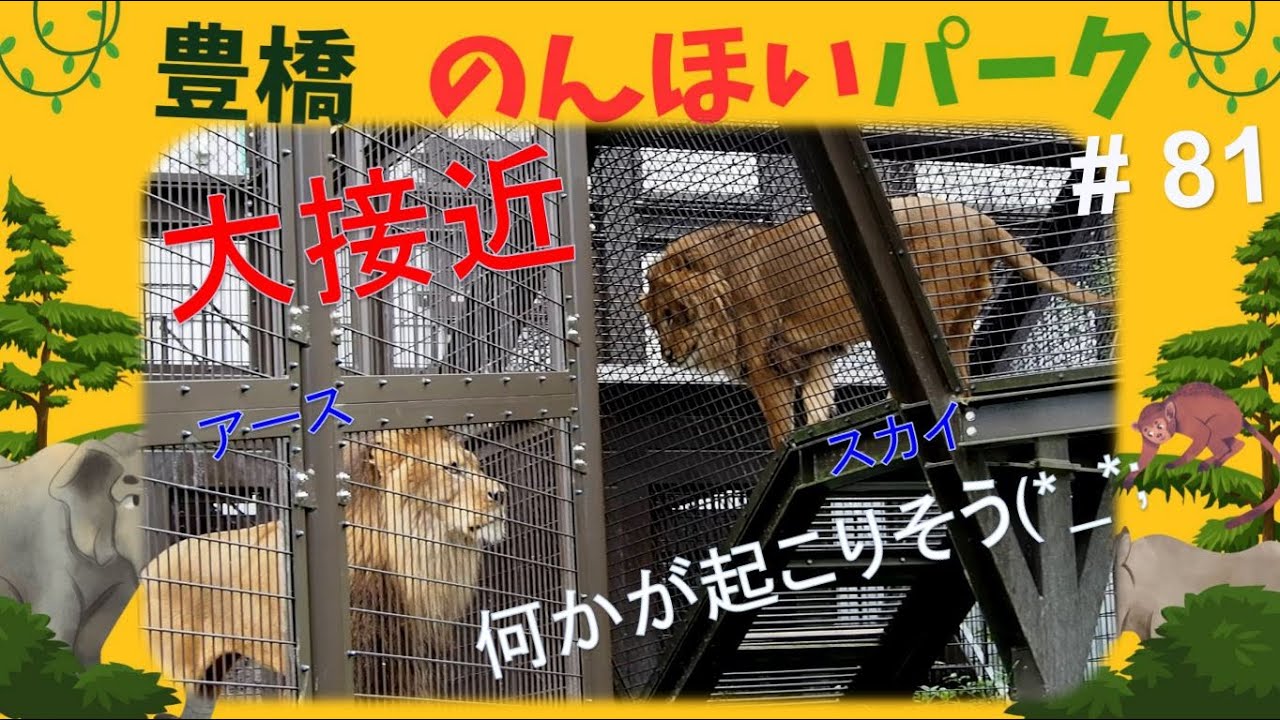 のんほいパークの　ライオン【アースとスカイが大接近】#lion　2023.7.15