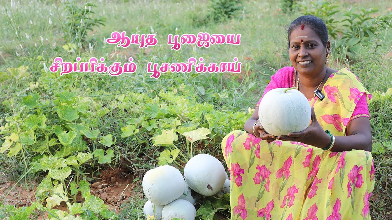 ஆயுத பூஜையை சிறப்பிக்கும் பூசணிக்காய் | A pumpkin that highlights Ayudha Puja #pumpkin