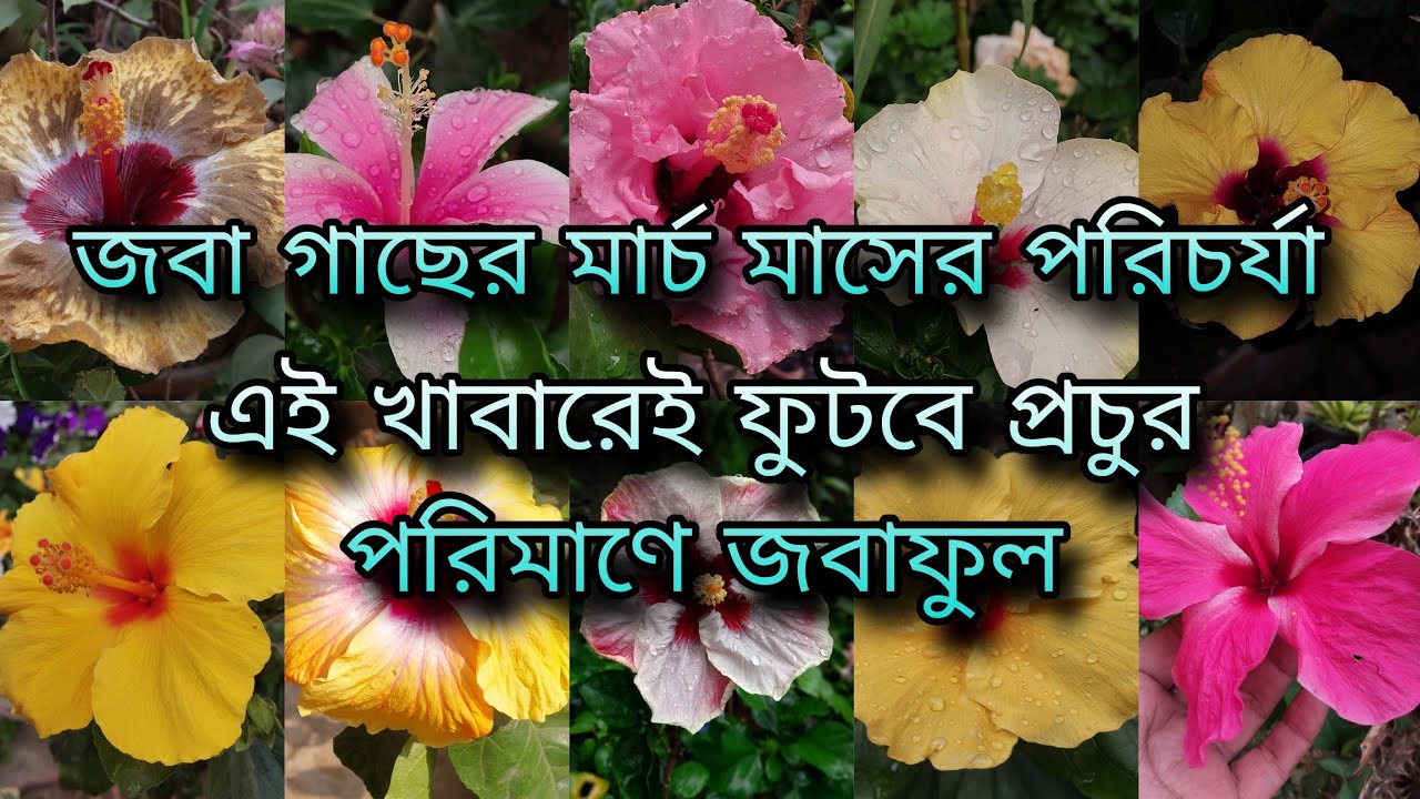 জবা গাছে মার্চ মাসের পরিচর্যা / এই খাবারেই ফুটবে প্রচুর পরিমাণে জবাফুল / hibiscus plant care 