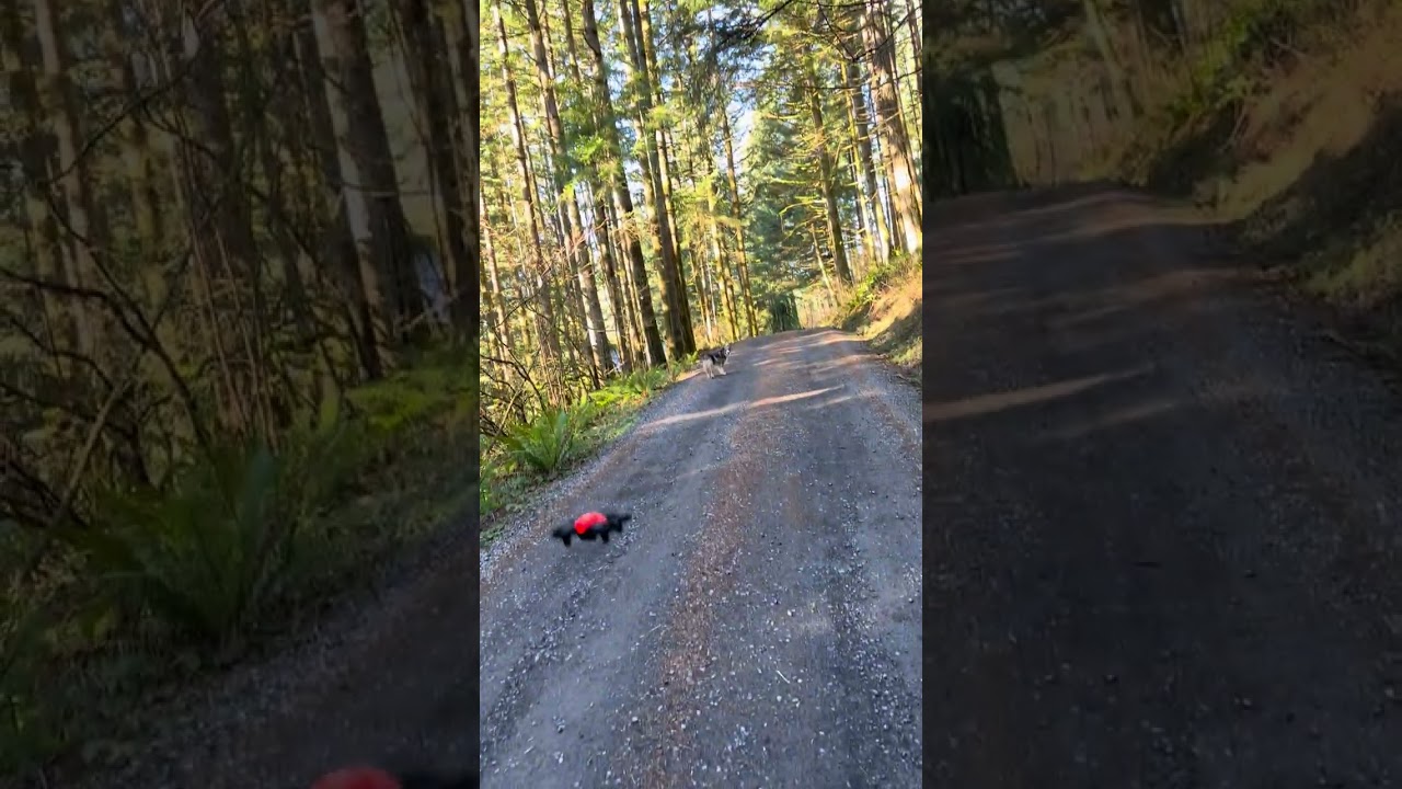 V995 Drone Dog Walk