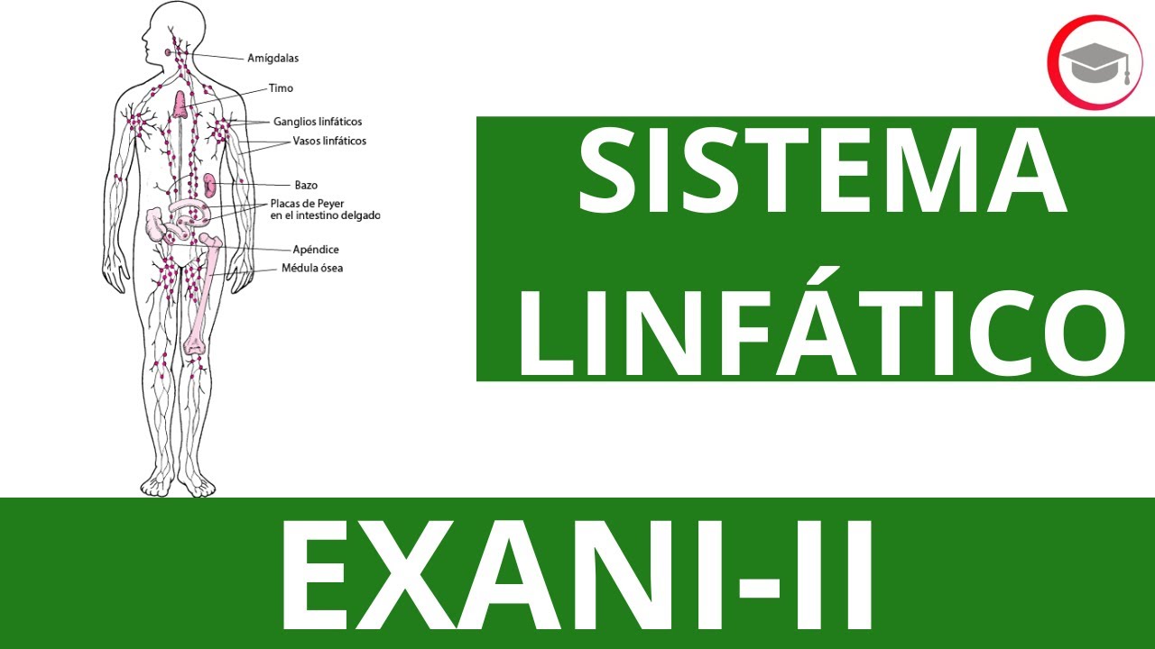 SISTEMA LINFÁTICO (ESTRUCTURA Y FUNCIONES BÁSICAS) | CLASE 26 DEL CURSO DE PREMEDICINA PARA EXANI-II